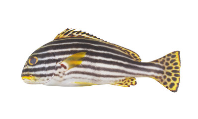 Oriental sweetlips fish isolated on white background.	