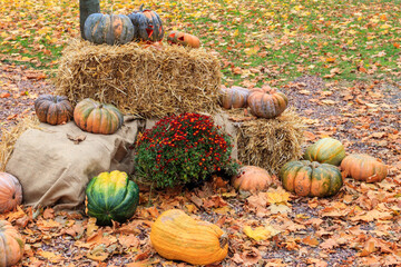 Decorative composition of the pumpkins with colorful leaves. Fall, Thanksgiving and Halloween...