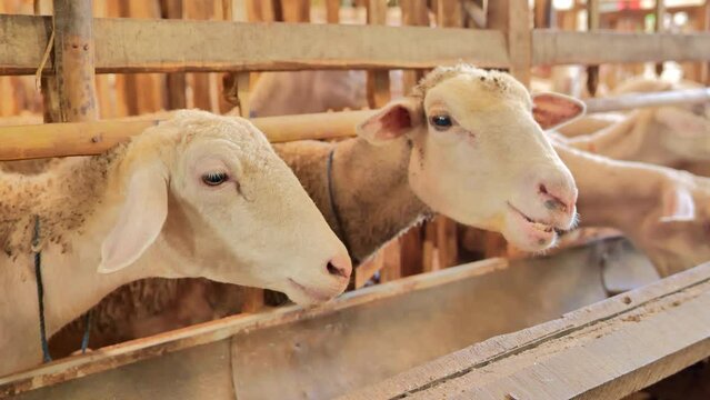 A sheep in a wooden pen looks at the camera while munching on feed with other sheep. The sheep looks healthy.