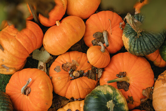 Full frame overhead view of assorted pumpkins