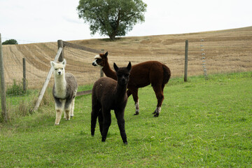 familie alpaka