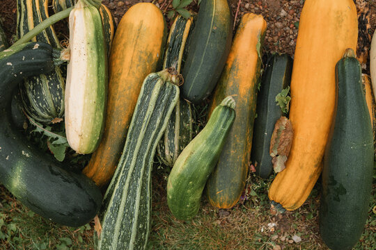 Overhead view of assorted courgettes in a row on a lawn