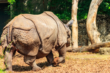 Indian rhinoceros (Rhinoceros unicornis), or Indian rhino for short, also known as the greater...
