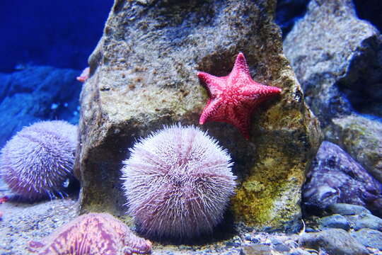 Seeigel und Seesterne