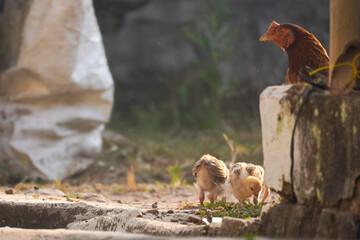 a hen guards her young