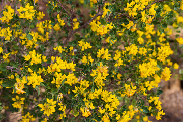 Coronilla valentina, the shrubby scorpion-vetch, scorpion vetch or bastard senna, is a species of flowering plant in the genus Coronilla of the legume family Fabaceae, native to Mediterranean Basin,