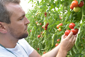 farmer in greenhouse growing and harvesting tires tomatoes for sale