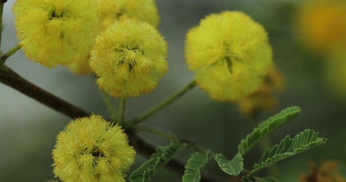 Yellow flower. Gum arabic tree.