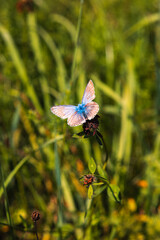 blauer Schmetterling auf einer grünen Wiese