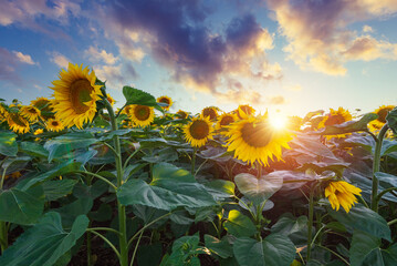 Sunset shining on a sunflower field in the Midwest of the United Stated. High quality photo