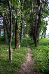 Green smooth lawn and trees in the park in summer