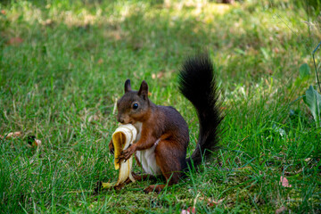 Brown squirrel eating banana peel