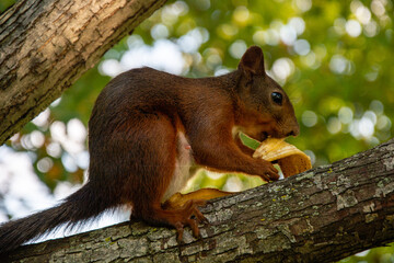 Brown squirrel eating banana peel