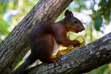 Brown squirrel eating banana peel
