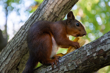 Brown squirrel eating banana peel