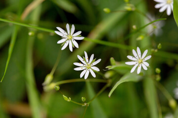 Lesser stitchwort flowers