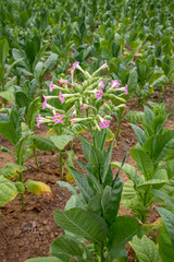 tobacco plant flowers, Tobacco field.