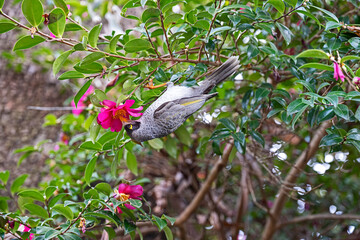 Noisy Minor bird and camellia flower meal