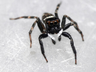 Macro photo of a jumping spider on the floor.