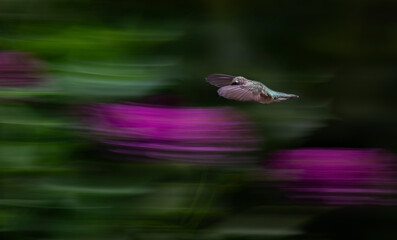 hummingbird on flower