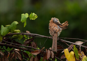 The feather pull of a molting brown thrasher