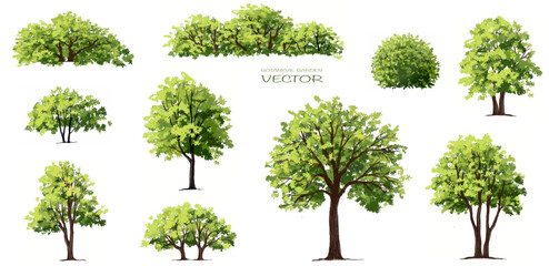 Vector watercolor green tree side view isolated for landscape and architecture drawing, elements for environment and garden,botanical elements for section in spring  - obrazy, fototapety, plakaty