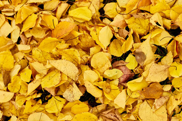 Beautiful yellow autumn leaves background, windy trees, outdoor sunlight, copy space.