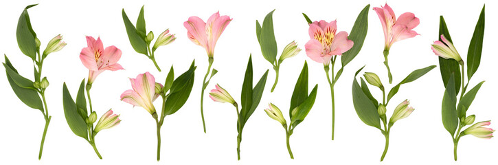 Set PNG of isolated lilies and leaves on white background