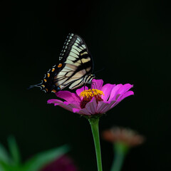 tiger swallowtail butterfly on flower