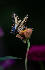 tiger swallowtail butterfly on flower