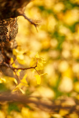 Beautiful yellow autumn leaves background, windy trees, outdoor sunlight, copy space.