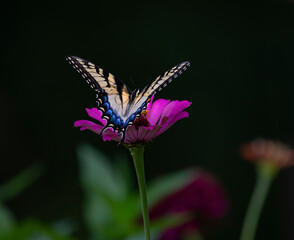 tiger swallowtail butterfly on flower