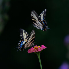 Fototapeta na wymiar two butterflies on flower