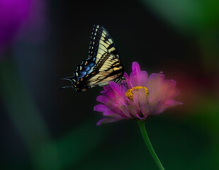 tiger swallowtail butterfly on flower