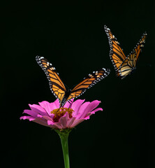 two monarch butterflies on flower