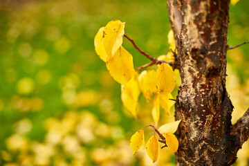 Beautiful yellow autumn leaves background, windy trees, outdoor sunlight, copy space.