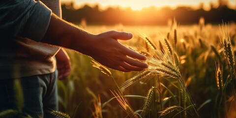 A man's hand touches young wheat in a wheat field during sunset.