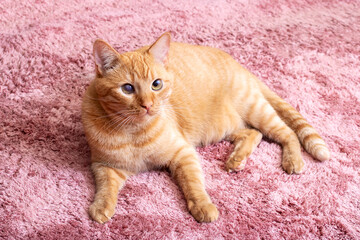 Ginger cat on carpet portrait close up