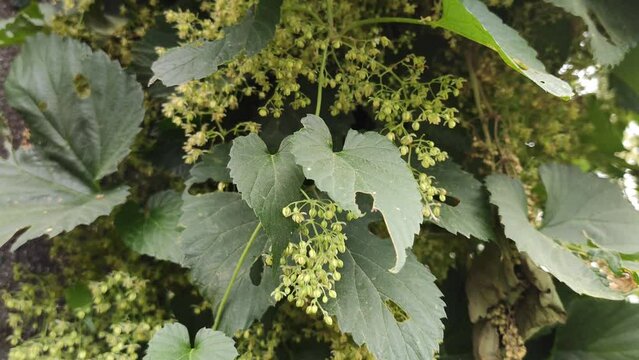 Common hop, Humulus lupulus climbing plant. 
