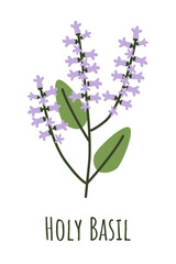 Holy basil branch with flowers. Medicinal plant for sleep and relaxation. Natural remedy and food spice. Herb symbol isolated on white background.