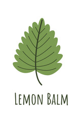 Lemon balm or melissa leaf isolated on white background. Medicinal plant for sleep and relaxation. Natural remedy and food spice. Herb symbol isolated on white background.