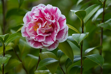 pink and white camellia flower