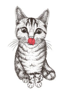 Vector illustration of a striped cat that licks its lips in engraving style. View from above