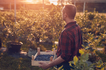 Farmer with fresh blueberries on a farm.