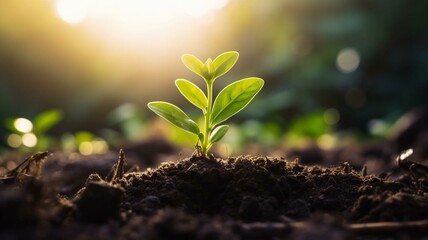 plant seedling growing in the sunlight