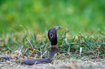 Monocled cobra ,A very poisonous and dangerous snake. - 634663332