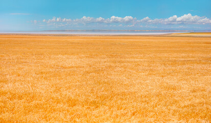 Golden wheat field with amazing Salt Lake in the background