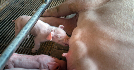 A week-old newborn piglet is suckling from its mother in pig farm,Close-up of Small piglet drinking milk from breast in the farm