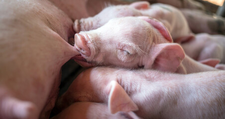A week-old newborn piglet is suckling from its mother in pig farm,Close-up of Small piglet drinking milk from breast in the farm © NARONG