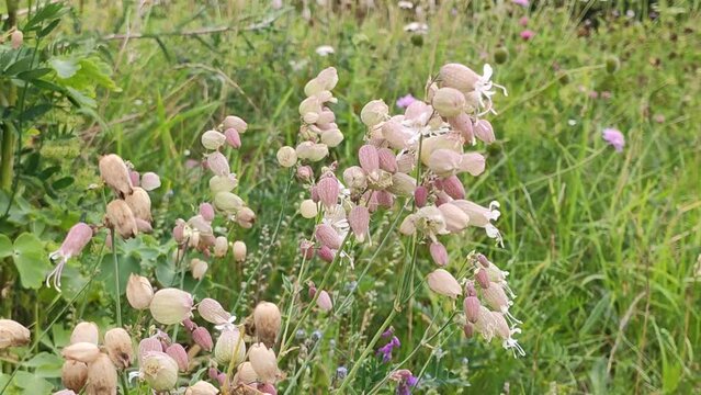  Silene vulgaris plants in a summer field. 